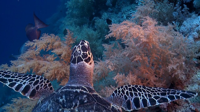 海龟在红海暗礁深蓝色视频素材
