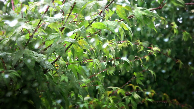 雨天-雨落在桦树上(全高清)视频下载