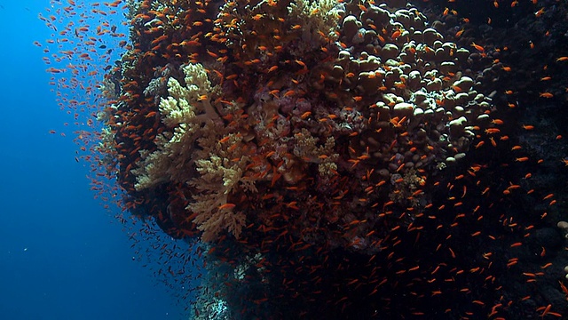 安蒂亚浅滩周围的珊瑚头礁边缘红海视频下载