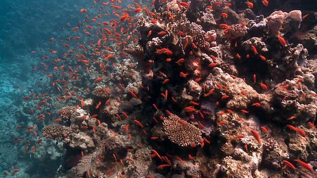 安蒂亚浅滩礁边缘红海视频素材