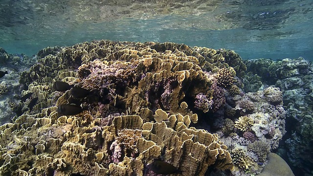 水下珊瑚礁视频下载
