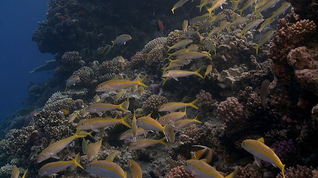 鱼在珊瑚礁上游动视频下载