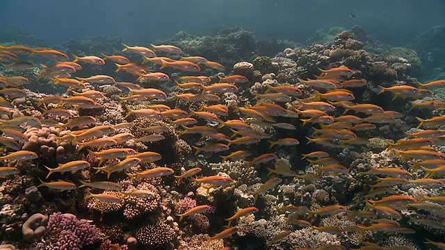 鱼在珊瑚礁上游动视频下载