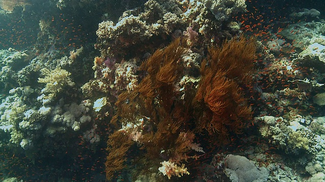黑珊瑚红珊瑚礁视频下载