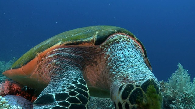 海龟在红礁面拍摄视频下载