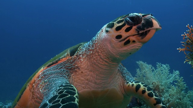 海龟在红礁面拍摄视频素材