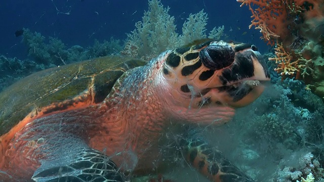 靠近红海礁石上的海龟视频素材