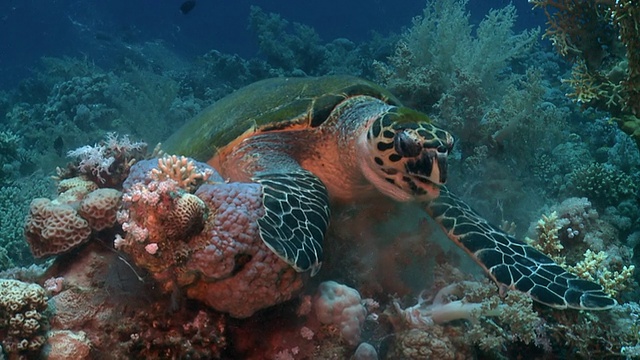 靠近红海礁石上的海龟视频下载