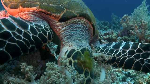 靠近红海礁石上的海龟视频下载