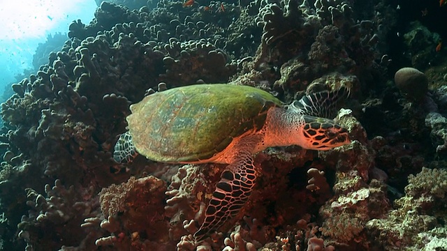 红海礁石上的海龟视频下载