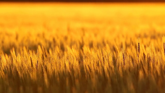 金色堪萨斯小麦架焦点视频下载
