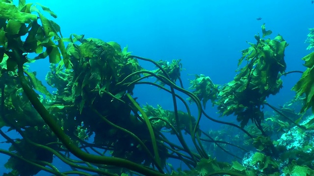 水下的海藻在波涛中摇摆视频素材