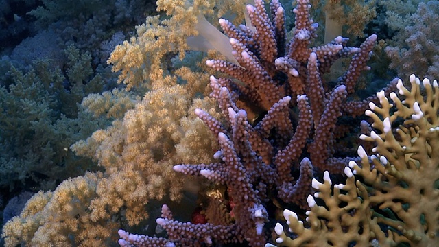 红海珊瑚礁视频下载