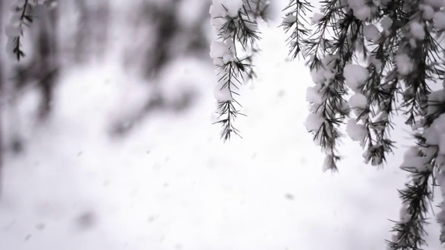 雪和摇曳的树枝(可循环)视频购买
