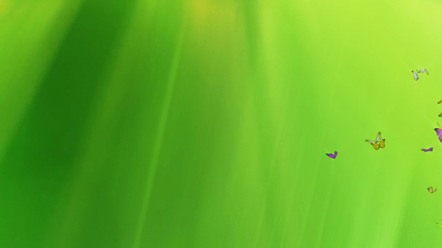 蝴蝶在绿色背景上飞行+ Alpha通道视频素材