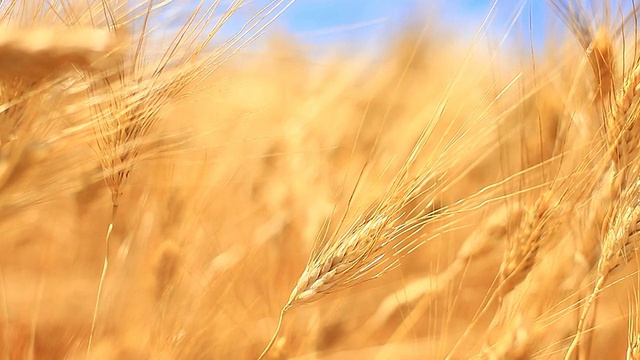 成熟的小麦在风中，高清视频视频素材