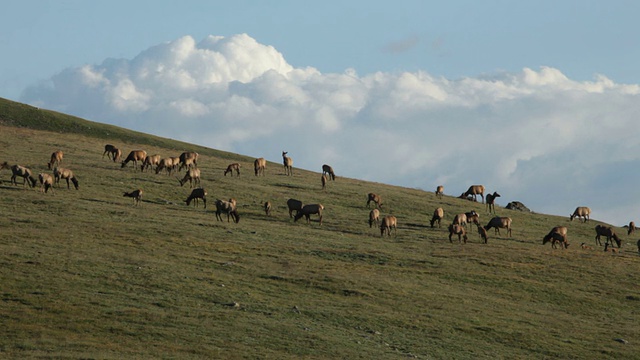 高清视频大型麋鹿群在落基山脉苔原NP视频素材
