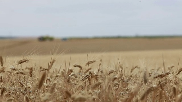 小麦视频下载