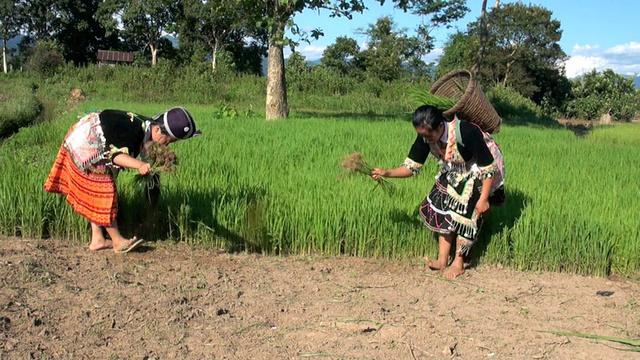 苗族人在稻田里工作视频素材