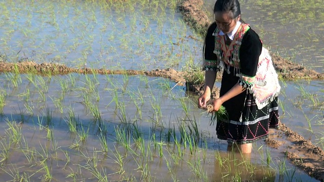 苗族人在稻田里工作视频素材