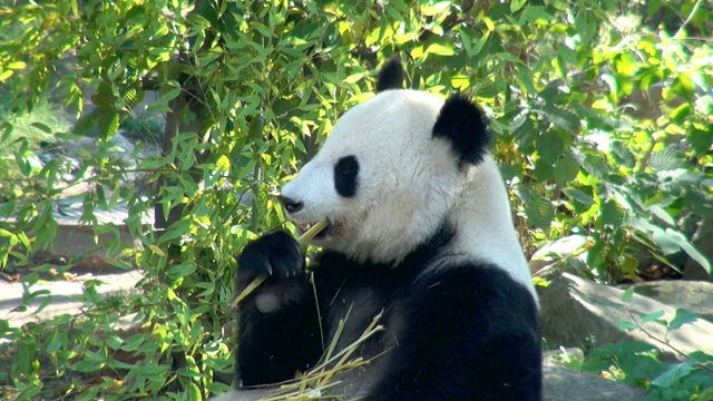 熊猫视频素材