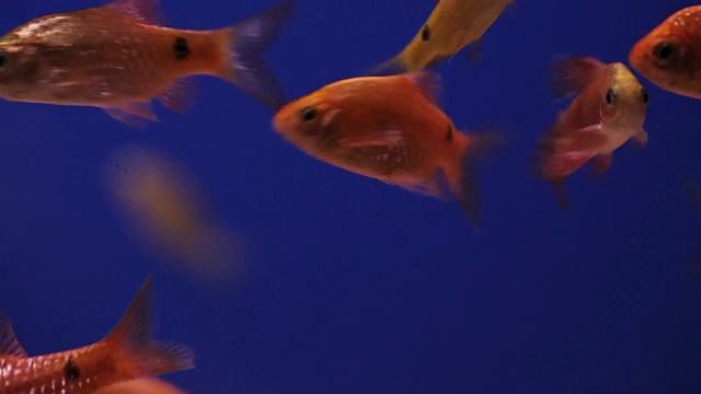 鱼缸里有金鱼，蓝色的背景视频下载
