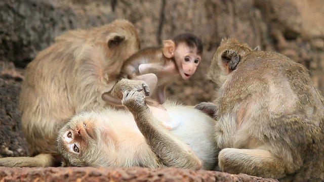 家庭的猴子视频素材