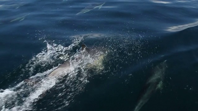 常见的海豚视频素材