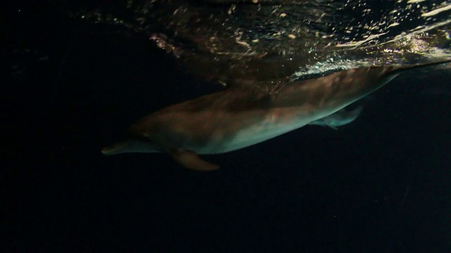 海豚捕猎视频素材