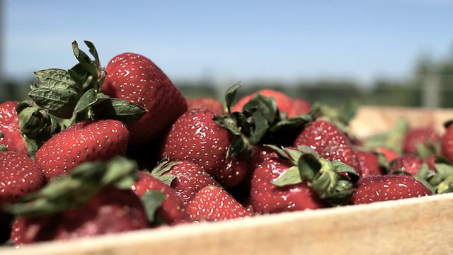 新鲜的有机草莓视频素材