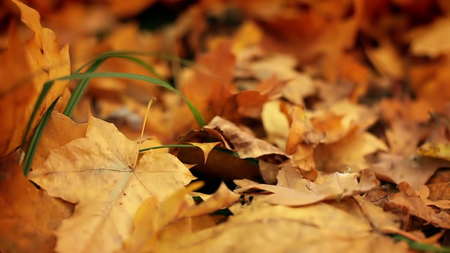秋天背景视频素材