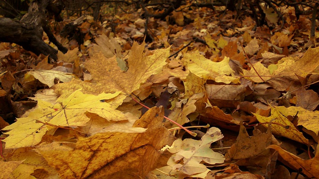 秋天。地面被干树叶覆盖着视频素材