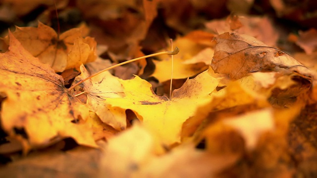秋天金色的背景视频素材