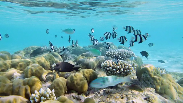 有白尾白鹭群的珊瑚礁视频素材