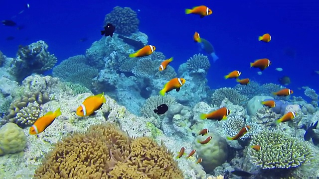 马尔代夫浅滩海葵鱼视频素材