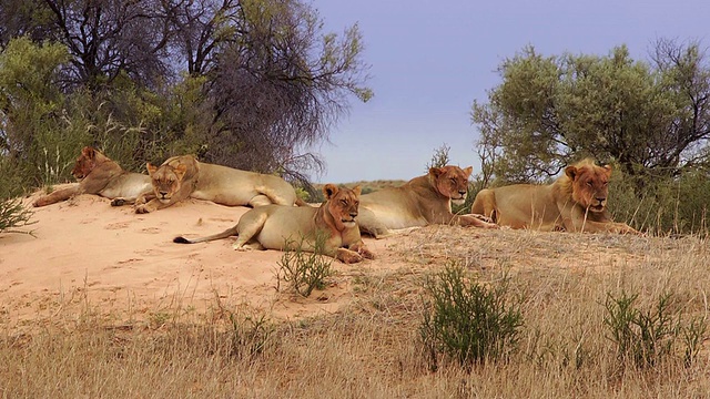 喀拉哈里沙漠狮子视频素材