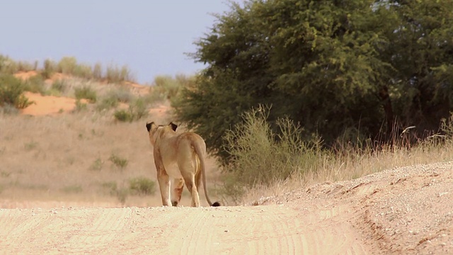 喀拉哈里大羚羊公园的狮子视频素材