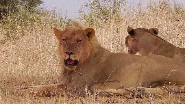 喀拉哈里沙漠的狮子视频素材