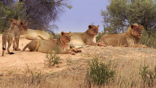 喀拉哈里沙漠的狮子视频下载