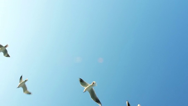 海鸥在天空中飞翔视频素材