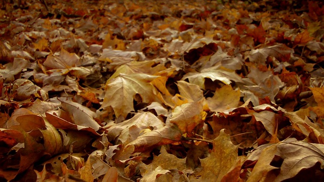 了秋天的落叶视频素材