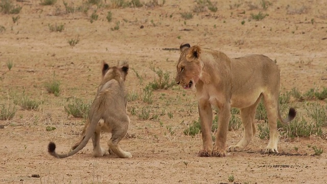 两只小狮子在一起玩耍视频素材