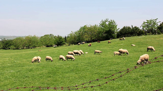 草原上的羊群视频下载