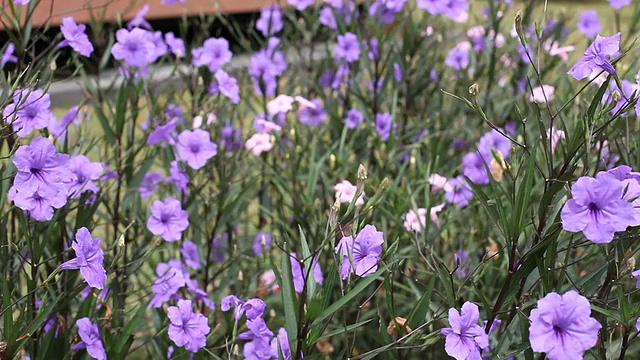 花园里的紫罗兰花HD1080p视频下载