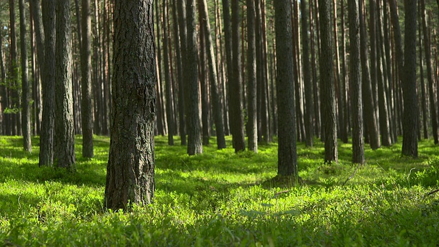美丽的松树林视频素材
