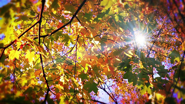 阳光透过树叶。视频下载