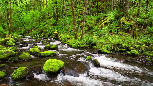 戈尔顿河穿过茂密的雨林，哥伦比亚河峡谷，美国俄勒冈州视频素材