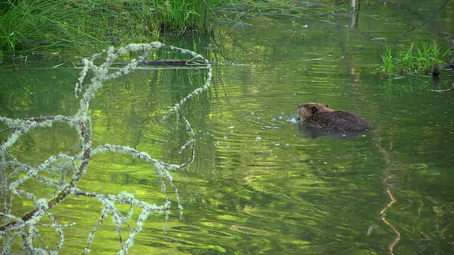 海狸在池塘视频素材