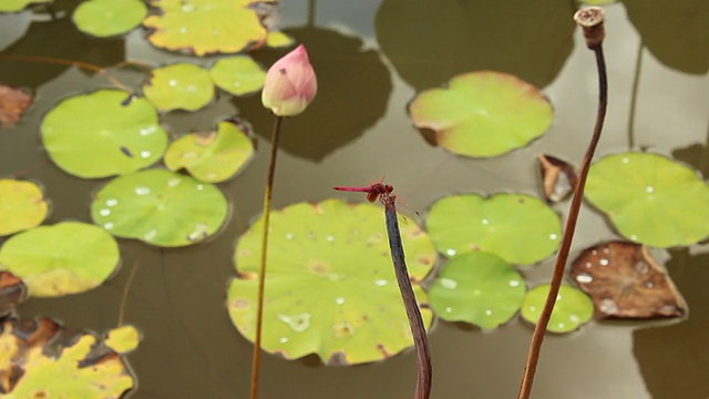 沼泽里的蜻蜓视频素材