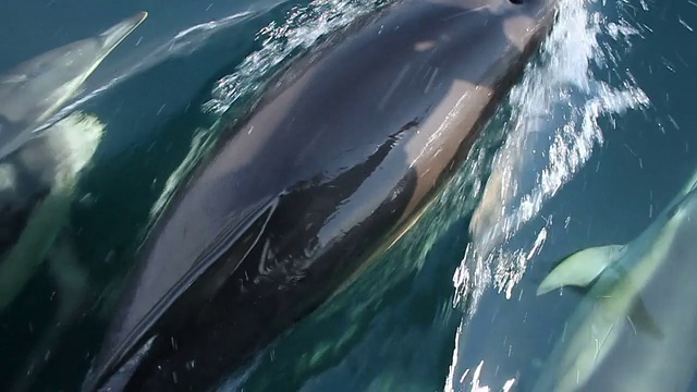 Commmon海豚视频素材